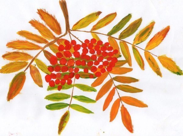 Ветка рябины рисование