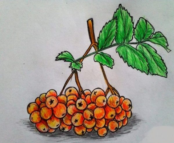 Рябина ягодки поэтапно