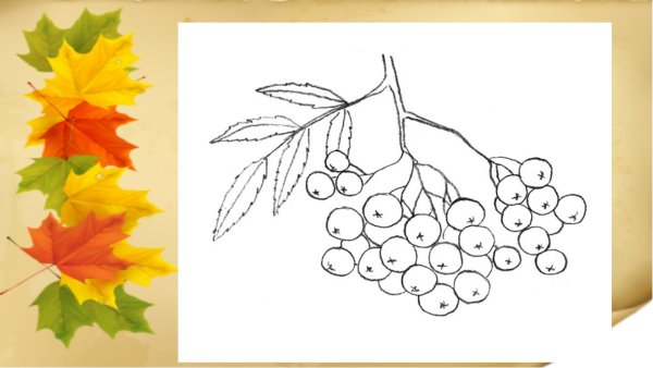 Ветка рябины рисование