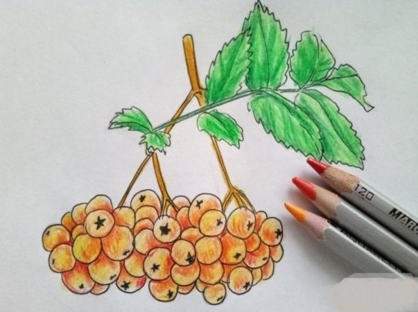 Рябина рисунок цветными карандашами