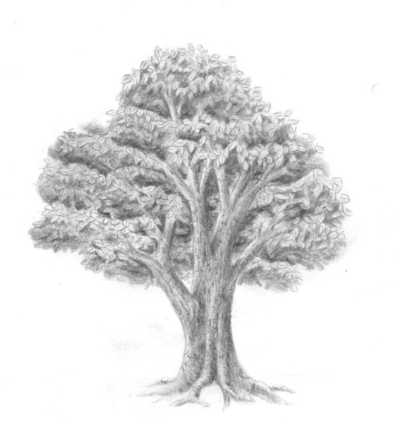 Дерево рисунок карандашом