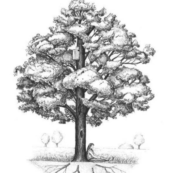 Дуб раскраска