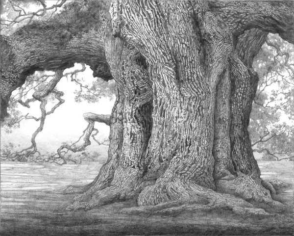 Красивый дуб карандашом