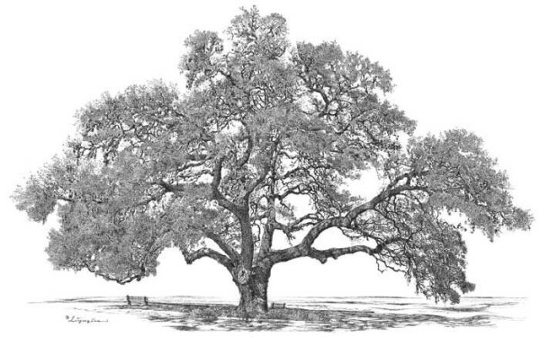 Сухое дерево эскиз