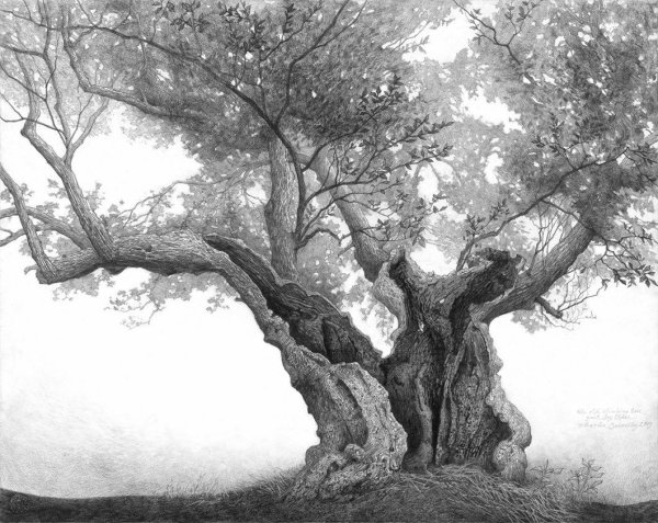 Эскиз дерева легкий