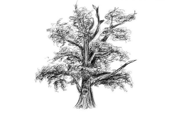 Дерево дуб Графика