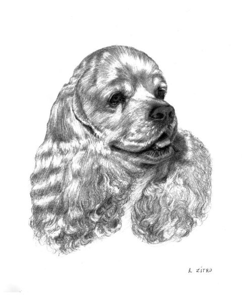 Американский кокер спаниель скетчи