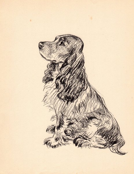 Английский кокер спаниель Графика