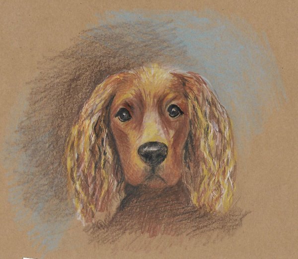 Кокер спаниель акварелью