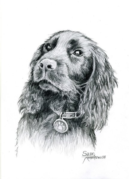 Наброски кокер спаниель
