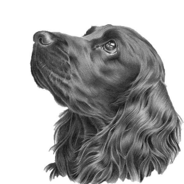 Наброски кокер спаниель