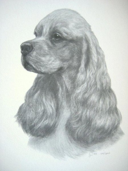 Американский кокер спаниель карандашом