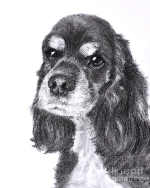 Кокер спаниель раскрас