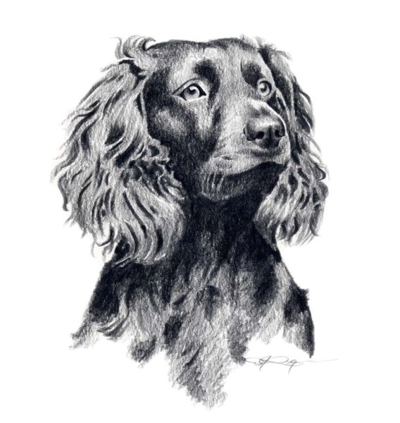 Гравюра спаниель