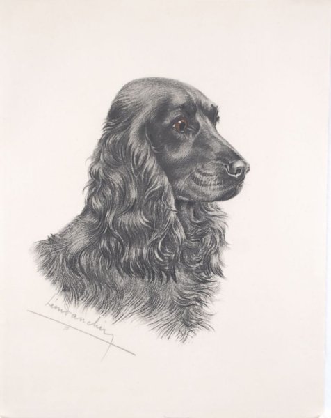 Кокер спаниель английский карандашом