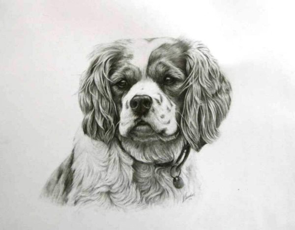 Рисунок спаниеля легкий