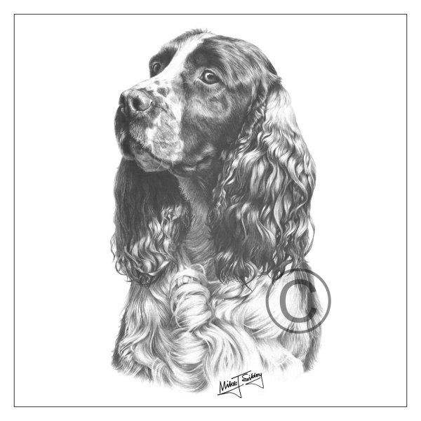 Спаниель охотничий рисунок