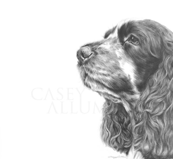Спаниель эскиз