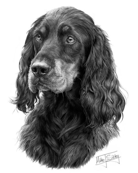 Акварель Гордон сеттер