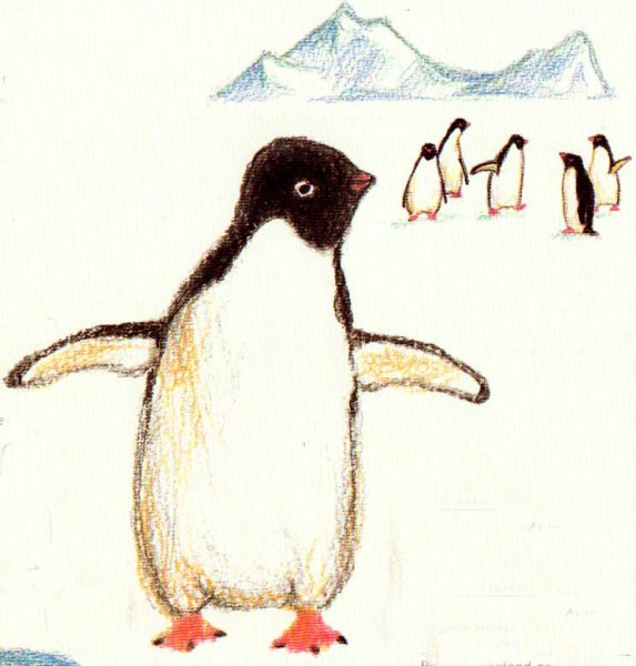 Пингвин цветными карандашами