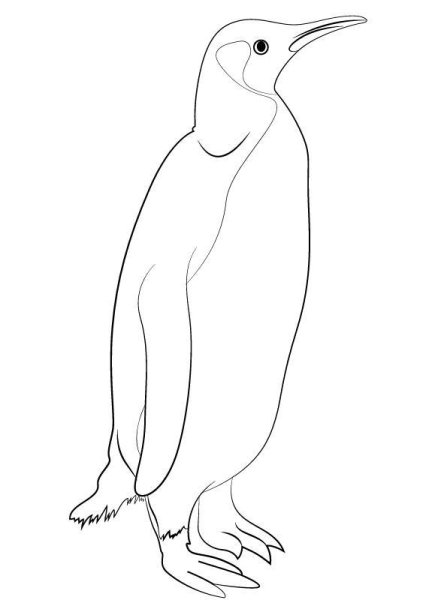 Пингвин пошаговое рисование