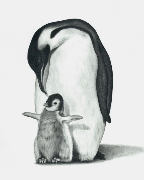 Пингвин рисунок
