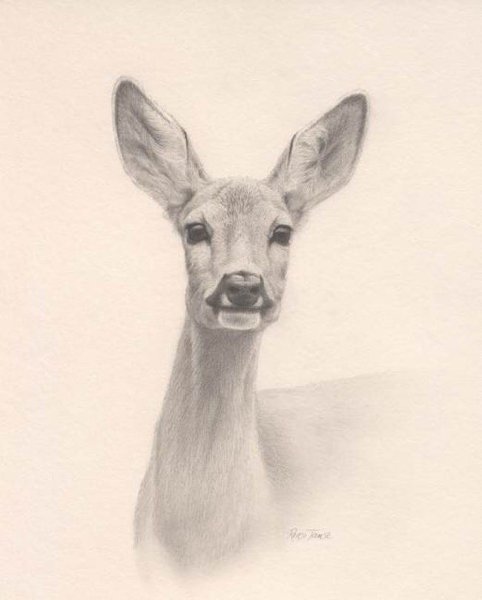 Косуля карандашом