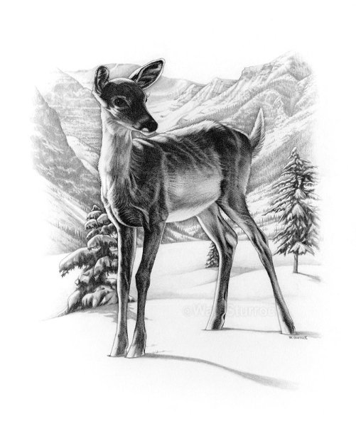Косуля Сибирская рисунок карандашом