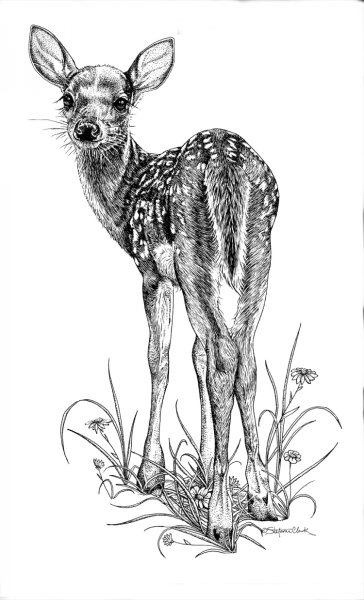 Косуля раскраска