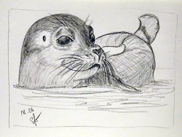 Тюлень рисунок карандашом