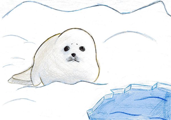Рисование нерпы