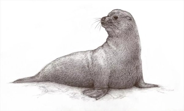 Тюлень Уэдделла рисунок