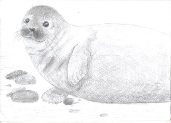 Морской котик карандашом