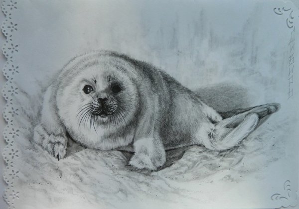 Морской котик карандашом