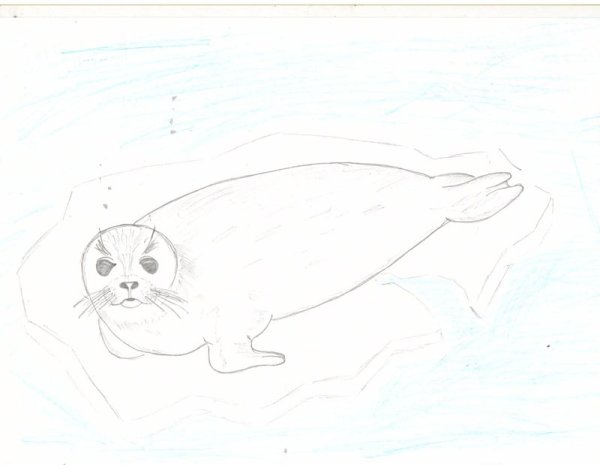 Рисование Байкальская Нерпа