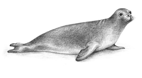 Тюлень-монах белобрюхий нарисовать