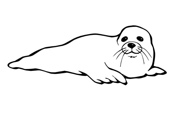 Тюлень карандашом