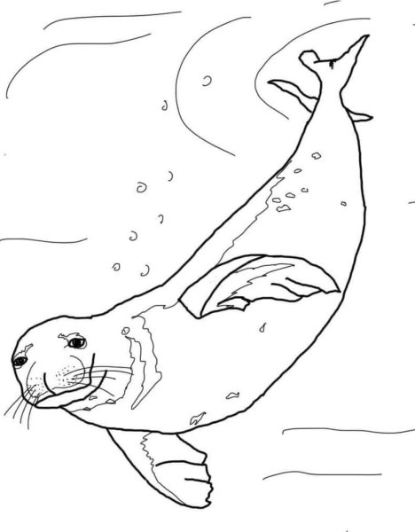 Тюлень рисунок для детей карандашом