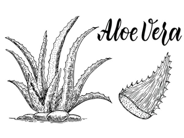 Алоэ эскиз