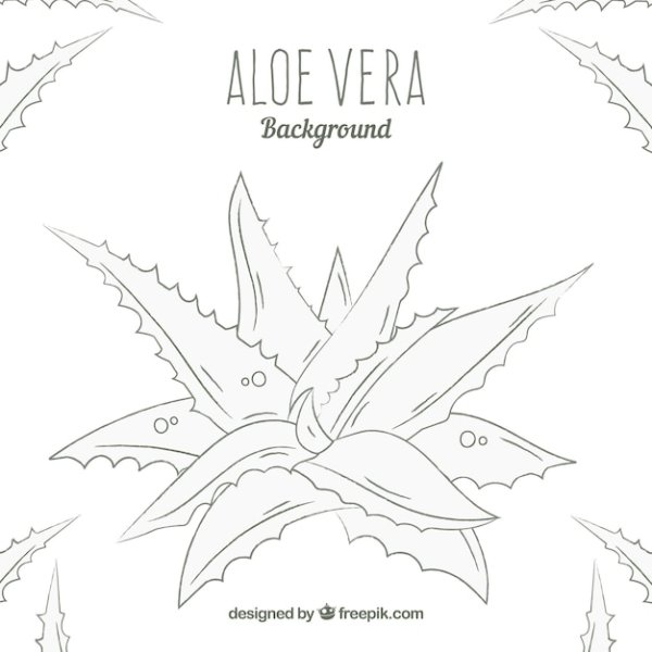 Алоэ Вера рисунок