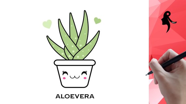 Алоэ Вера нарисовать