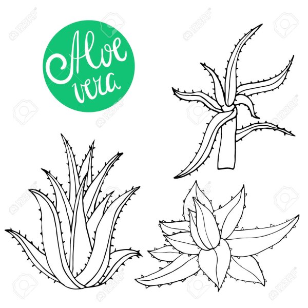 Алоэ контурный рисунок