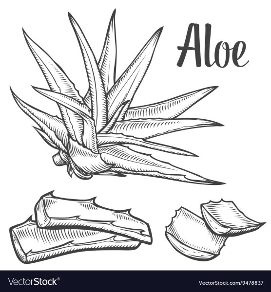 Алоэ контурный рисунок