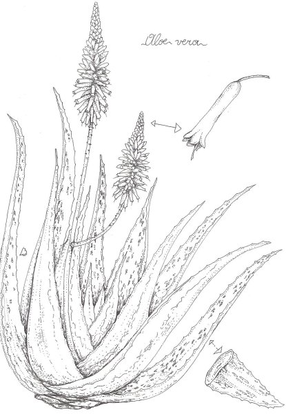 Алоэ Вера Ботаническая иллюстрация