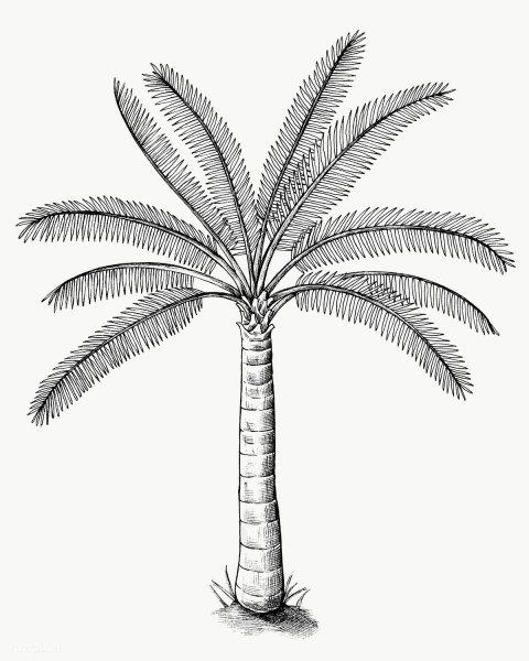 Поэтапное рисование пальмы