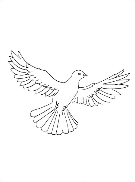 Голубь раскраска