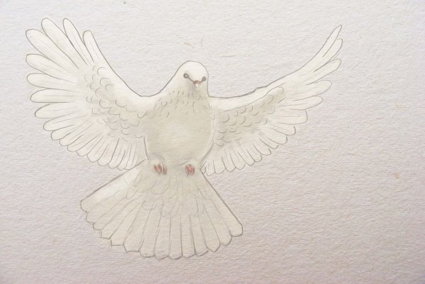 Голубь рисунок карандашом