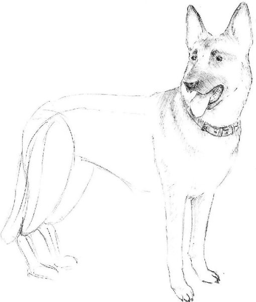 Экстерьер немецкой овчарки схематичный рисунок