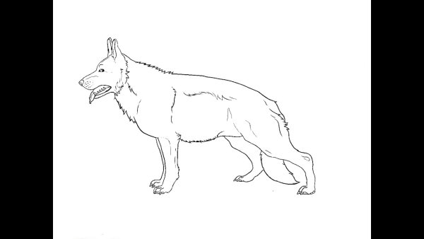 Овчарка рисунок карандашом