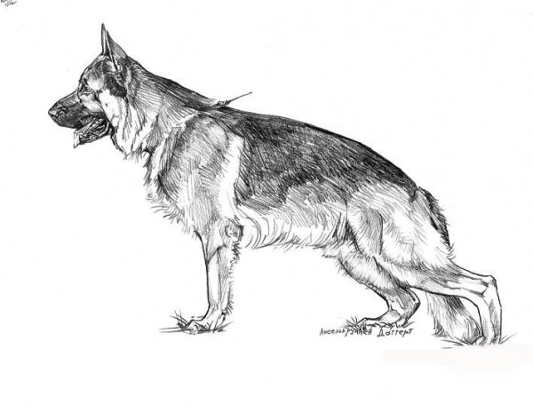 Раскраска собака овчарка